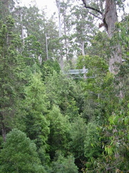 'Tall Trees Walk'. A walk on a raised platform (70 metres) between 100 metre tall tree's