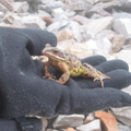 Munro bagging frog on the ridge between Conival & Ben More Assynt