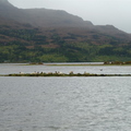 Sheep Stranded On Loch Torridon