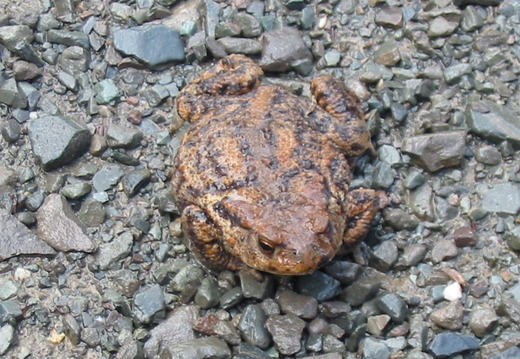 Mr Toad