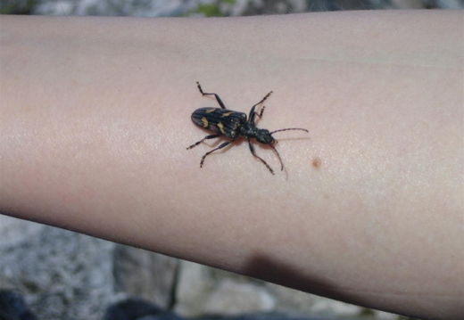 So, liz... did you find out what sort of insect this was