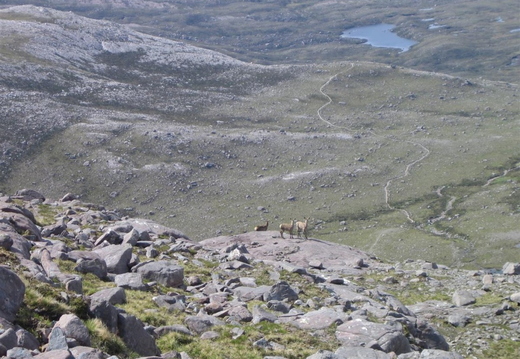Deer from start of climb to Sgorr Ruadh (looking north, Lochan  Neimhie
