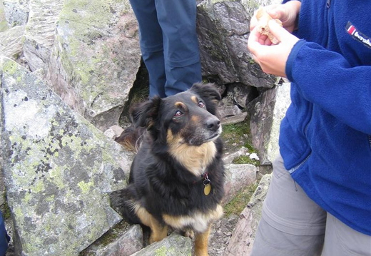 Mutt, groveling for crumbs