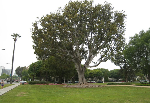 Interesting old tree