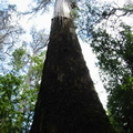 Huge, 100 Metre tall tree's