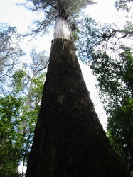 Huge, 100 Metre tall tree's