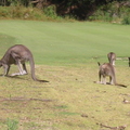 Kangaroos in the wild on the golf course!