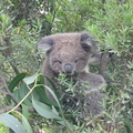 A Koala in the wild (with large claws)