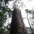 Cool termperate rain forest (a bloody great tree)
