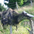 Kiwi Art!! A dead sheep hung on a fence!! The sheep had of course since decomposed!