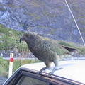 Kia (NZ parrots) trying to eat my car!