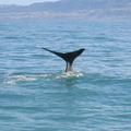 A show of tail as the whale heads down again (in 1.5KM deep water) for up to 45 mins.