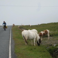 Shetland ponies on the road when we were heading back to the Ferry on Unst