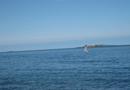 Inner Farne From Seahouses