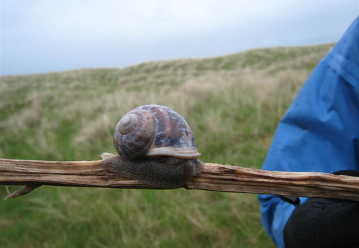 Snails everywhere on Holy Isle
