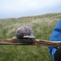 Snails everywhere on Holy Isle