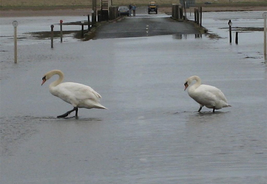 Still not deep enough for swans