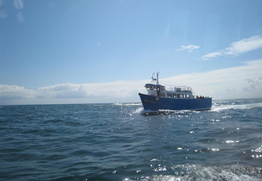 Boat trip around the Farnes (from our boat)