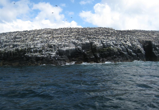 Shitty rocks on Staple Island