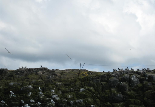 Puffins