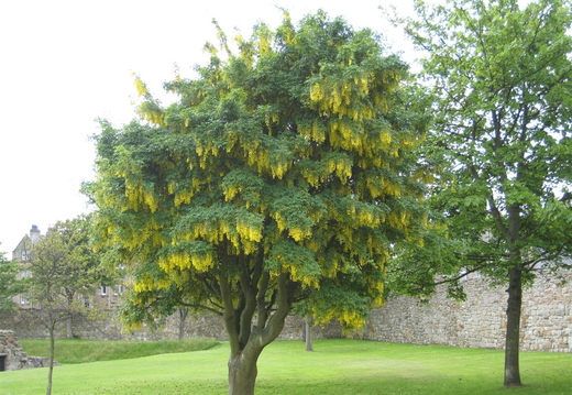 Colourful tree