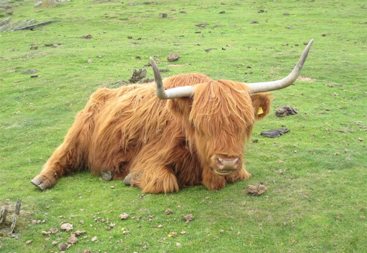 A Highland Cow