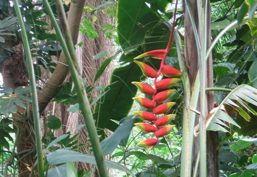 Strange Flowers  (Lucy)