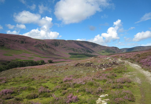 Colourful Heather