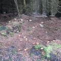 Fungus Field