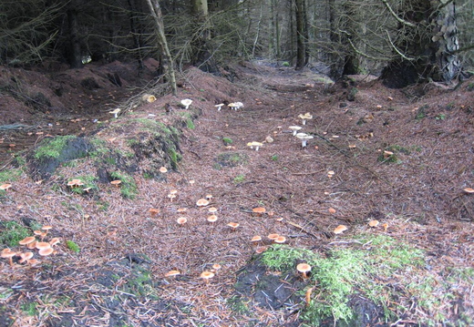 Fungus Field
