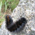 Furry Caterpillar