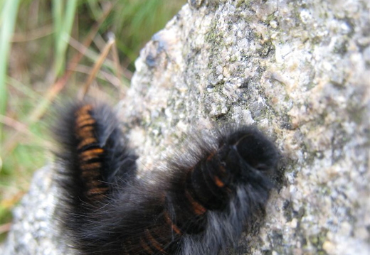 Furry Caterpillar