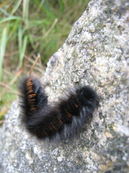 Furry Caterpillar