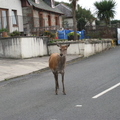 Deer In Street