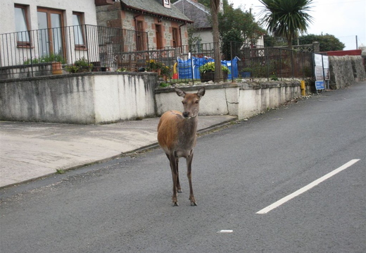Deer In Street