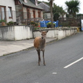 Deer In Street