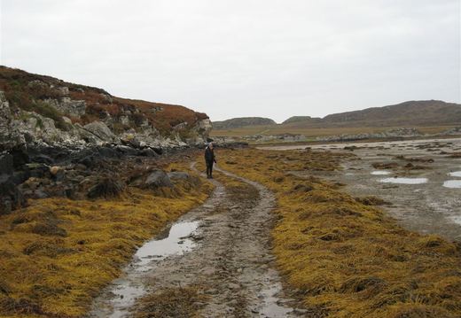 Seaweed avenue