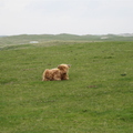 Highland Cow