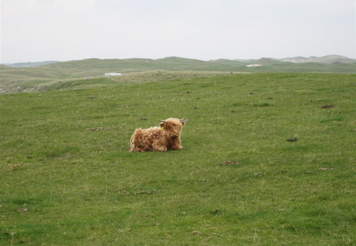 Highland Cow