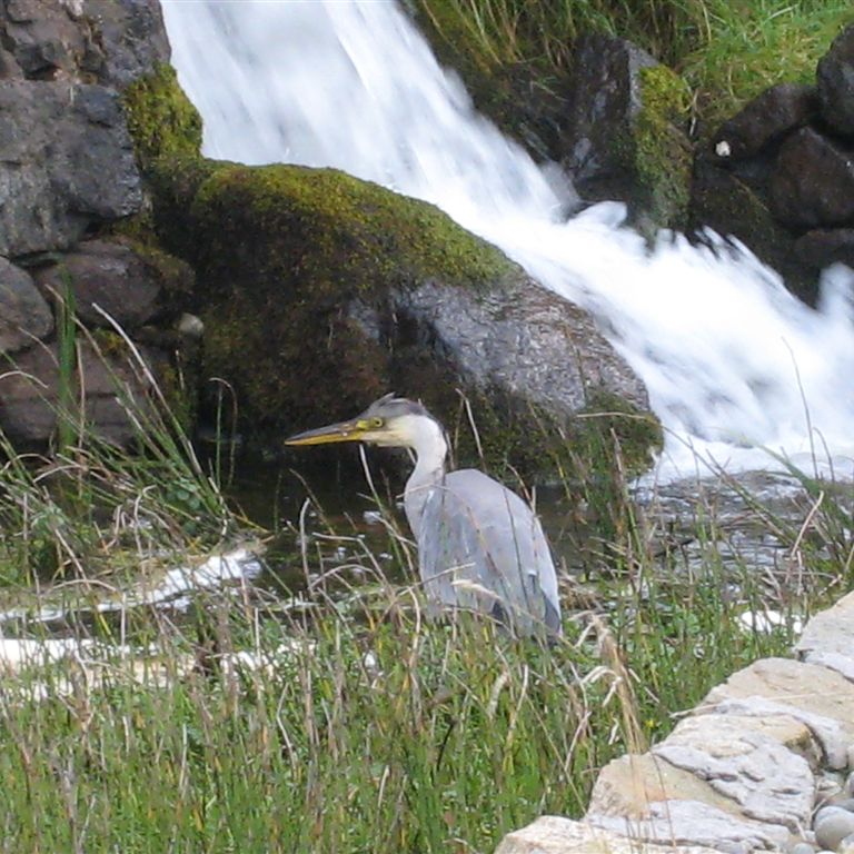 Bird