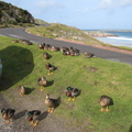 Ducks