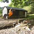 Rope swing near road end, Loch Morar