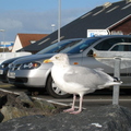 Waiting for the ferry @ Mallaig