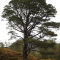 Nature walk @ Beinn Eighe visitor centre
