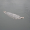 Seal of the pier @ Gairloch