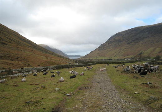 Wast Water From Wasdale Head