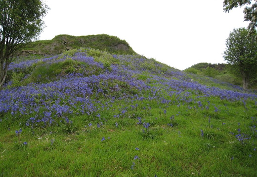 Bluebells