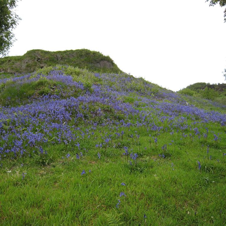 Bluebells