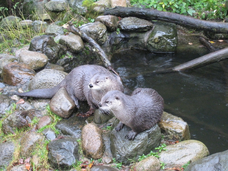Otters @ The Sealife Centre