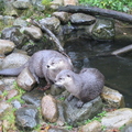 Otters @ The Sealife Centre